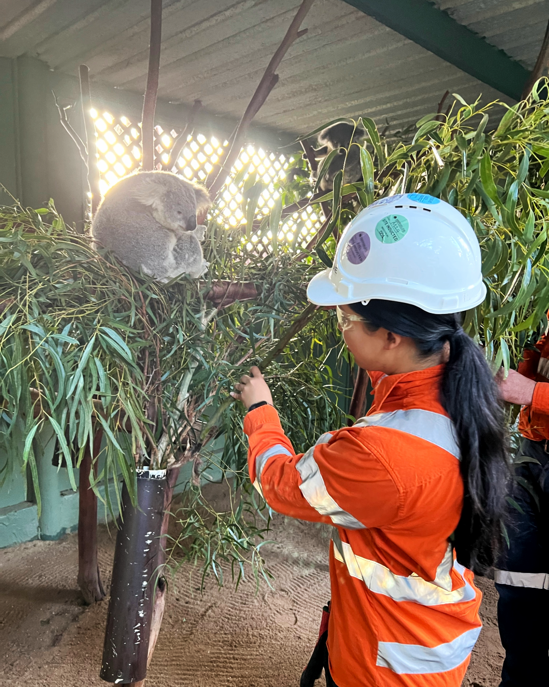 Koala feeding at Featherndale Sydney Wildlife Park