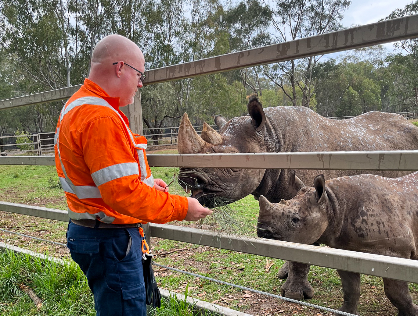 Vegetation from New Dubbo Bridge project being fed to the rhinos at Taronga Western Plains Zoo